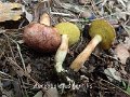 Aureoboletus gentilis-amf297